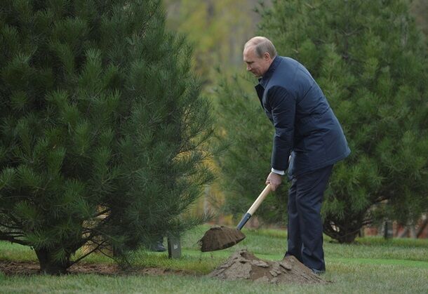 У Путина в Пекине появилась собственная сосна: опубликовано фото