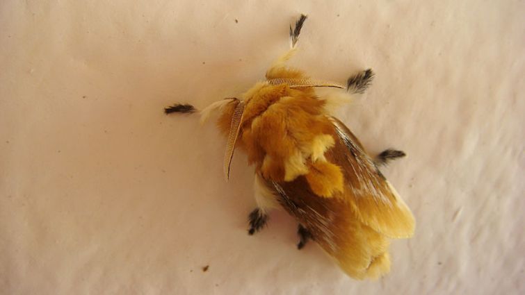 25 животных с невероятной шерстью: пушистая корова и кучерявая лошадь