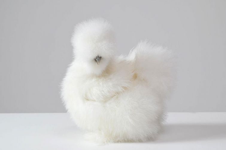 25 животных с невероятной шерстью: пушистая корова и кучерявая лошадь