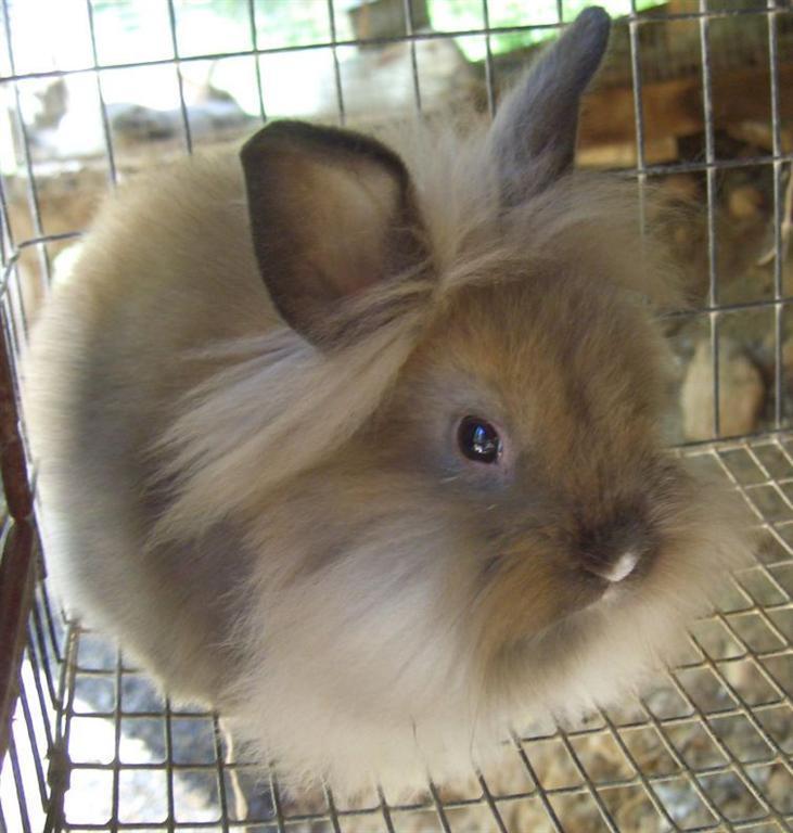 25 животных с невероятной шерстью: пушистая корова и кучерявая лошадь