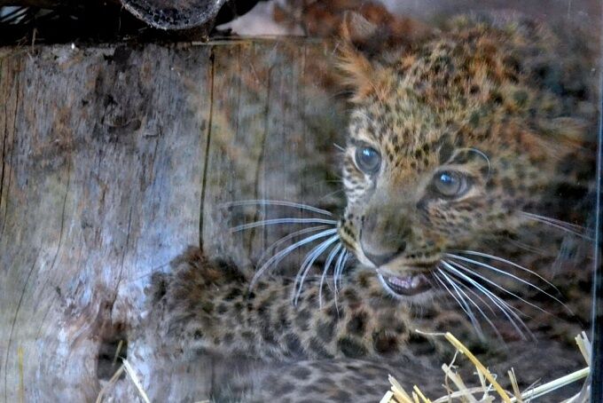 У Черкаському зоопарку з'явилася рідкісна кішка: в живій природі їх залишилося всього 30
