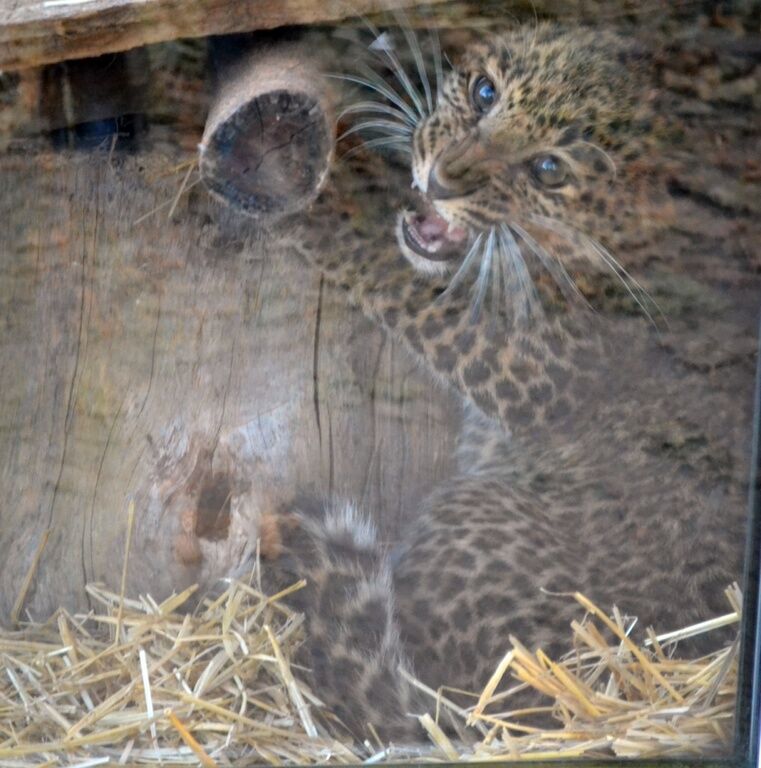 У Черкаському зоопарку з'явилася рідкісна кішка: в живій природі їх залишилося всього 30