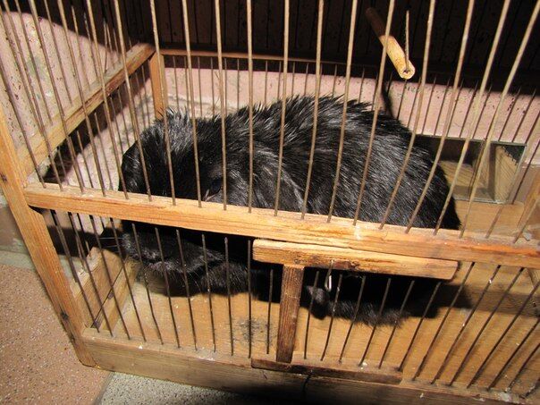 У Києві на Троєщині знайшли кролика-втікача