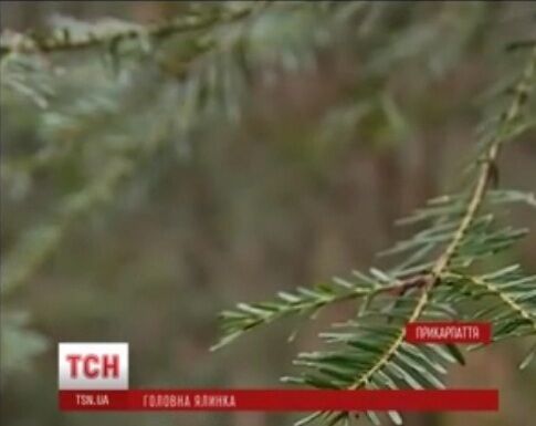 В Киев на Новый год привезут 80-летнюю елку