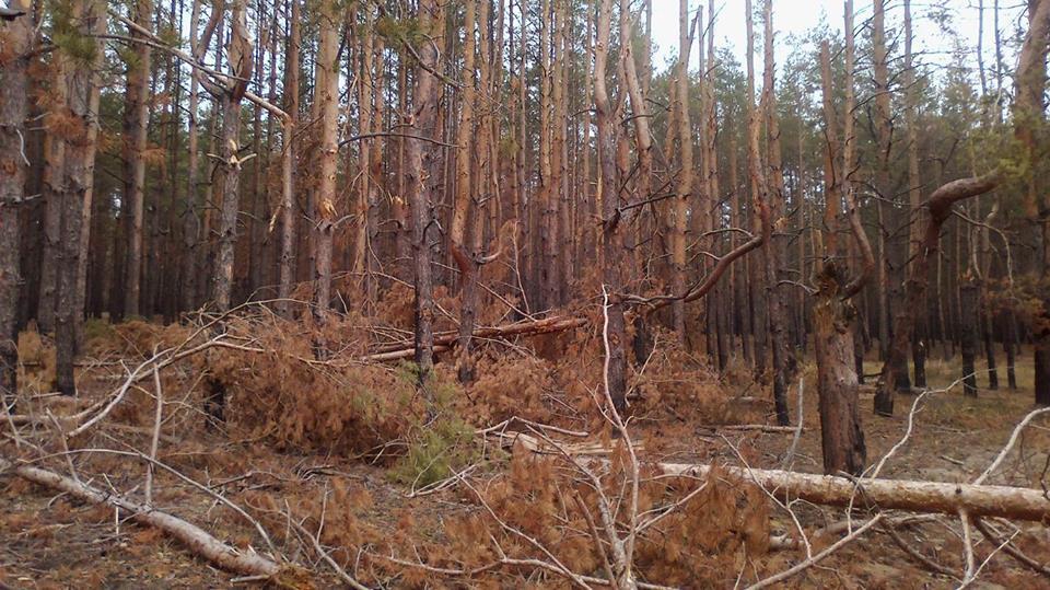 Москаль показав звірства терористів "ЛНР": опубліковано фото