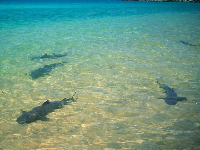 В Крыму из моря впервые выловили загадочных ядовитых рыб: опубликованы фото