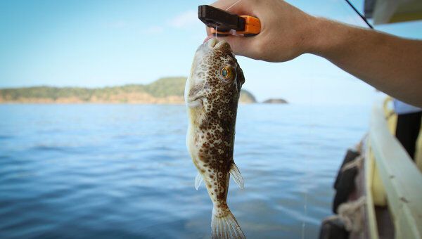 В Крыму из моря впервые выловили загадочных ядовитых рыб: опубликованы фото