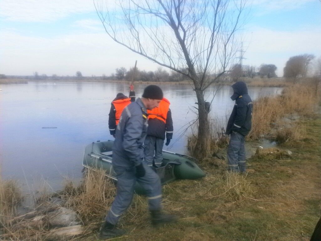 На Киевщине спасли лебедей, которые примерзли ко льду