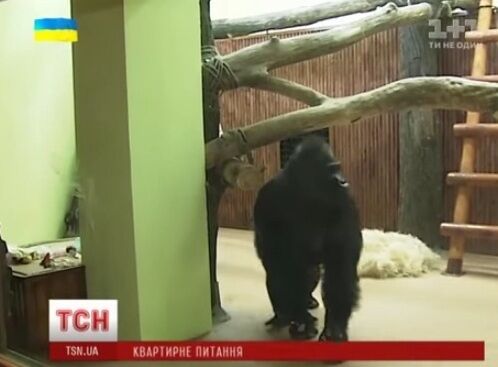 40-летняя горилла из киевского зоопарка празднует новоселье: опубликовано видео