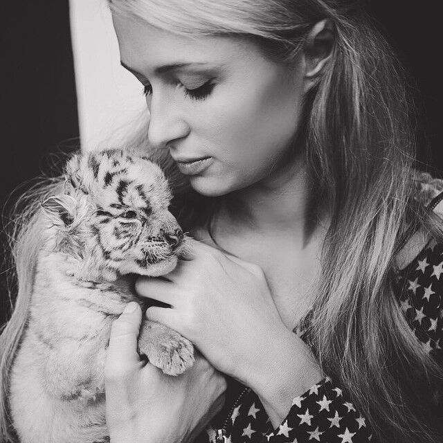 Пэрис Хилтон устроила фотосессию с тиграми и львами