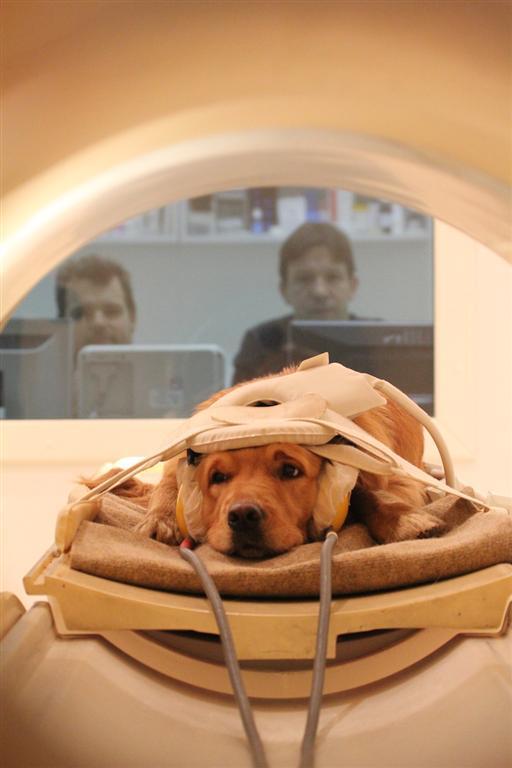 Ученые провели исследование мозга собак и узнали, что они думают о людях