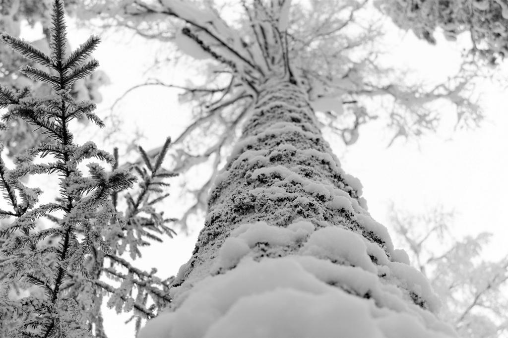 Невероятно красивые фото зимнего леса