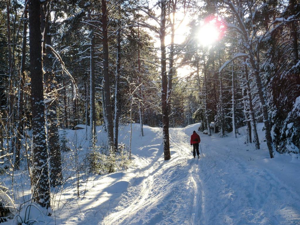 Невероятно красивые фото зимнего леса