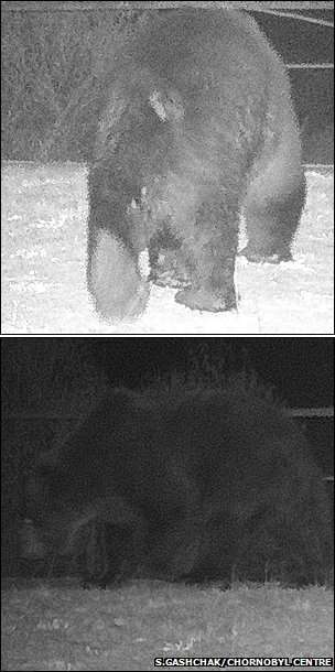Бурые медведи вернулись в Чернобыль 