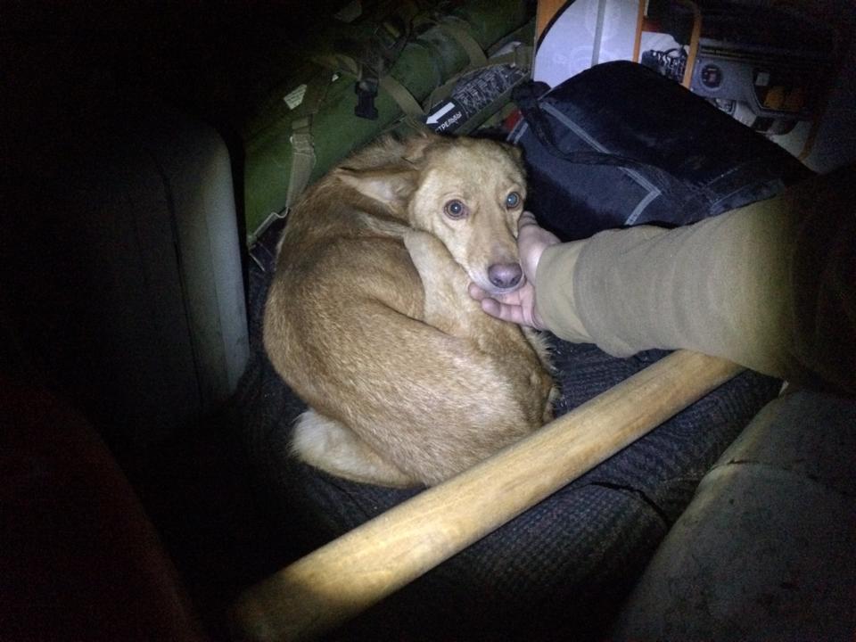 Волонтеры спасли в зоне АТО собаку Рыжика и кота Батона: опубликованы фото