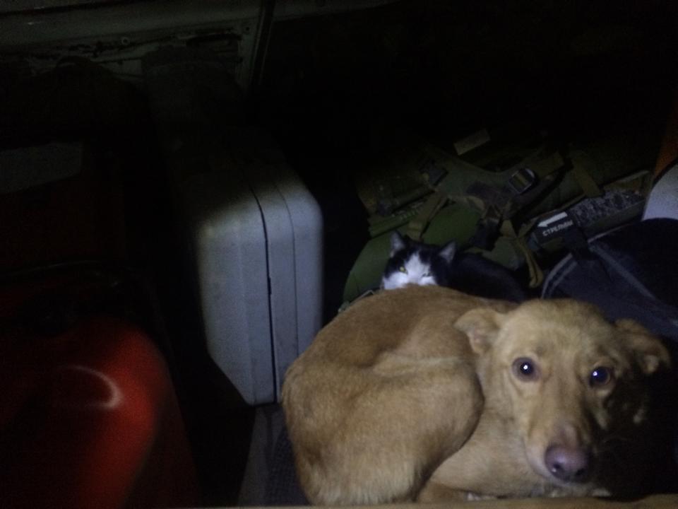 Волонтеры спасли в зоне АТО собаку Рыжика и кота Батона: опубликованы фото