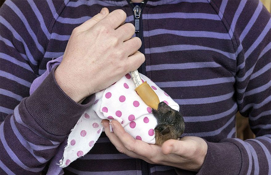 В австралийской больнице живут самые милые летучие мыши в мире
