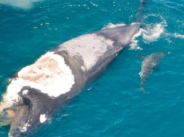 Серфер прокатился на туше мертвого кита в окружении акул