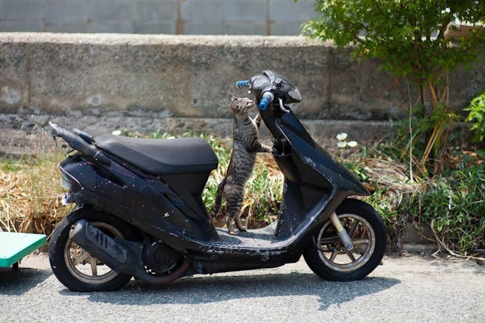 В сети появилось фото острова, который принадлежит котам