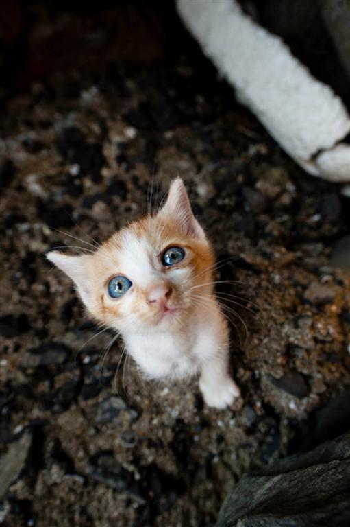 В сети появилось фото острова, который принадлежит котам