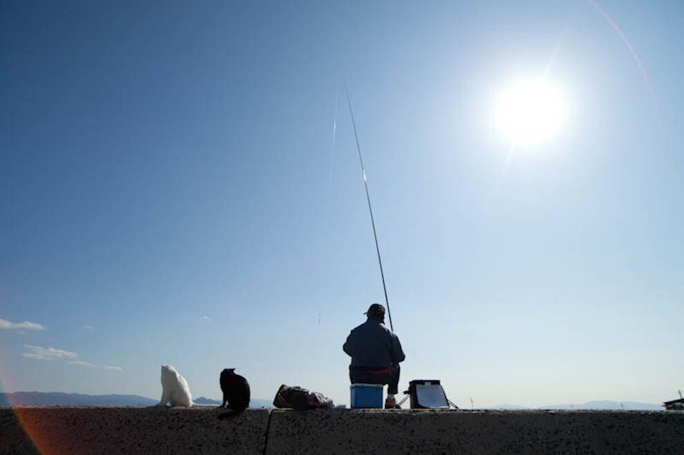 В сети появилось фото острова, который принадлежит котам