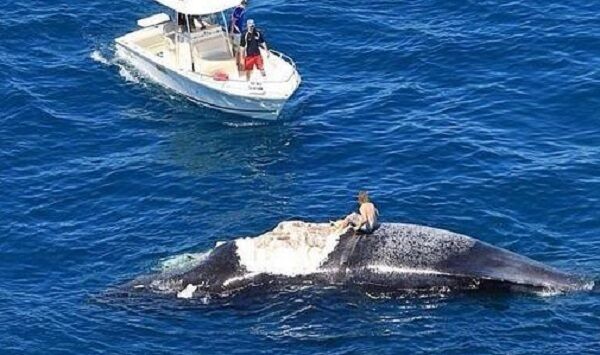 Серфер прокатился на туше мертвого кита в окружении акул