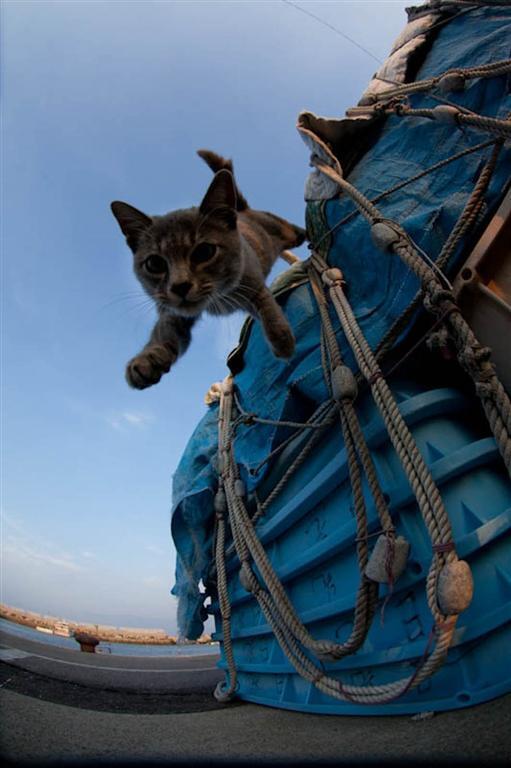 В сети появилось фото острова, который принадлежит котам