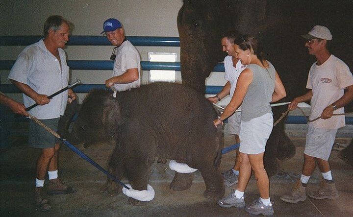 Фото дрессировки животных, после которых вы больше не пойдете в цирк