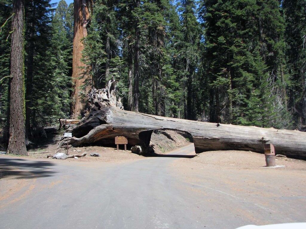 Когда дерево не помеха. Tree Tunnel — один из двух необычных тоннелей-деревьев, через которые проходит маршрут посетителей Sequoia National Park (США).