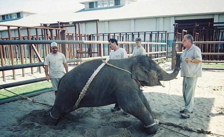 Фото дрессировки животных, после которых вы больше не пойдете в цирк