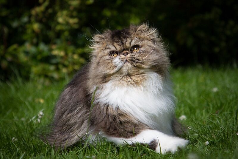 Персидская кошка