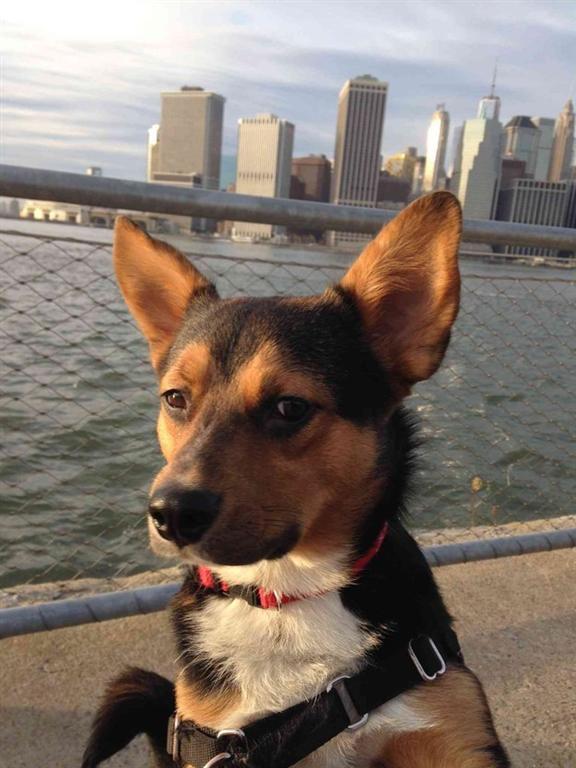 29 самых популярных селфи собак, которые потрясли весь мир