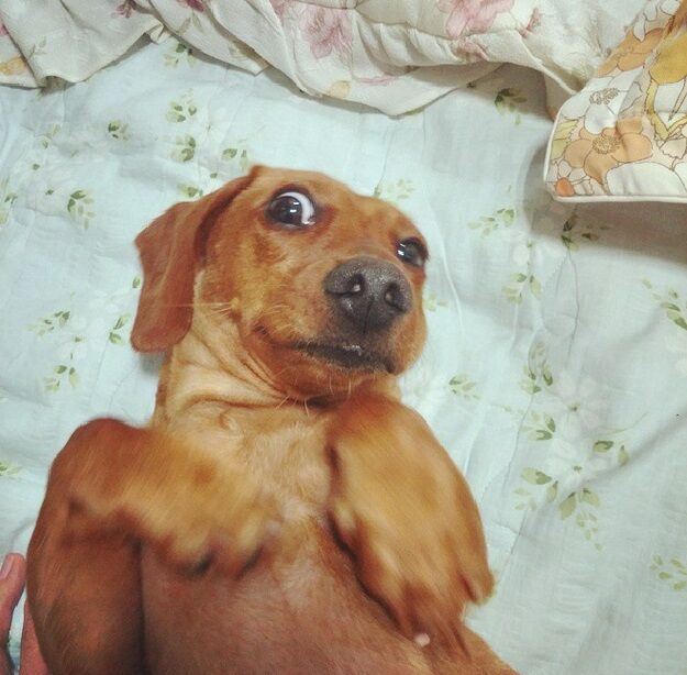 29 самых популярных селфи собак, которые потрясли весь мир