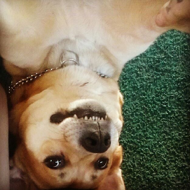 29 самых популярных селфи собак, которые потрясли весь мир