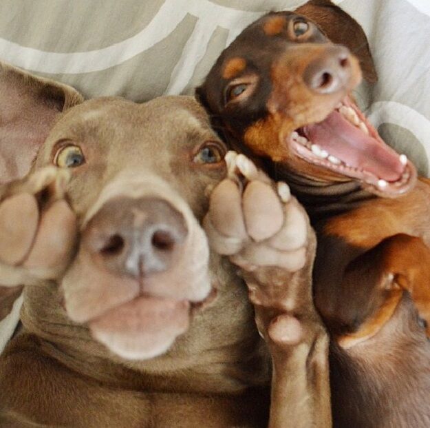 29 самых популярных селфи собак, которые потрясли весь мир