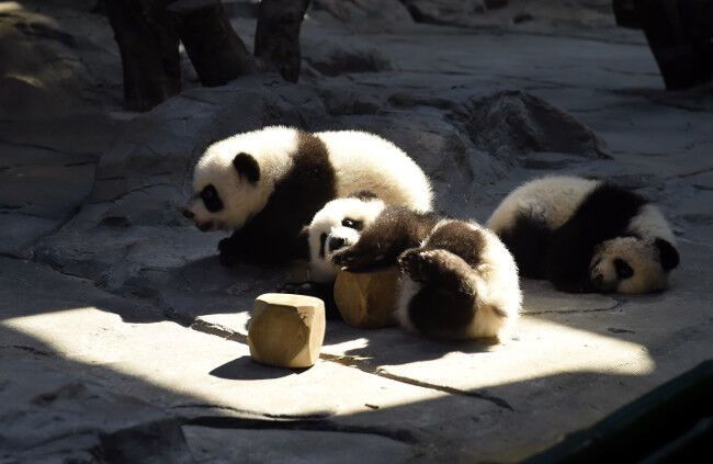 Счастливое воссоединение. Панды-тройняшки вернулась к маме