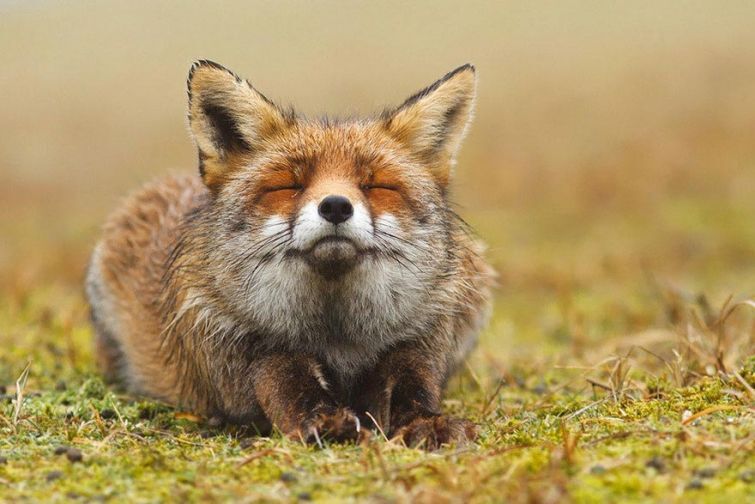 7 самых красивых видов лис, найденных мире