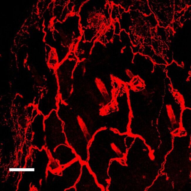 Опублікували найдокладніші зображення нервів: дивовижні кадри