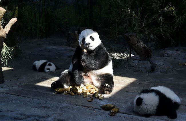 Счастливое воссоединение. Панды-тройняшки вернулась к маме