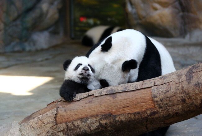 Счастливое воссоединение. Панды-тройняшки вернулась к маме