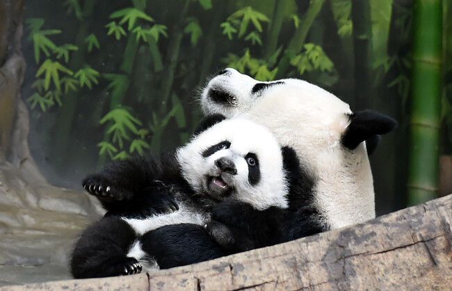 Счастливое воссоединение. Панды-тройняшки вернулась к маме