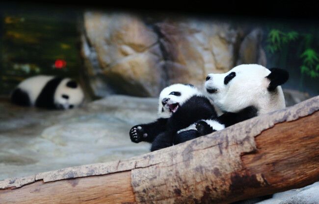 Счастливое воссоединение. Панды-тройняшки вернулась к маме