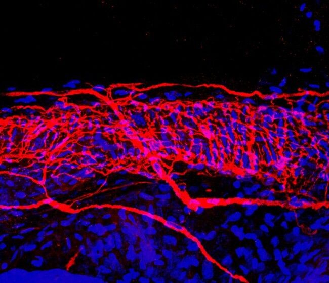 Опубликованы самые подробные изображения нервов: удивительные кадры