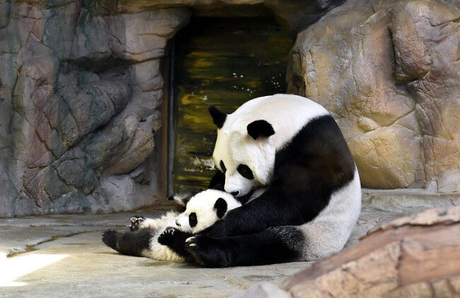 Счастливое воссоединение. Панды-тройняшки вернулась к маме
