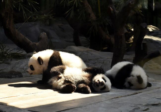 Счастливое воссоединение. Панды-тройняшки вернулась к маме