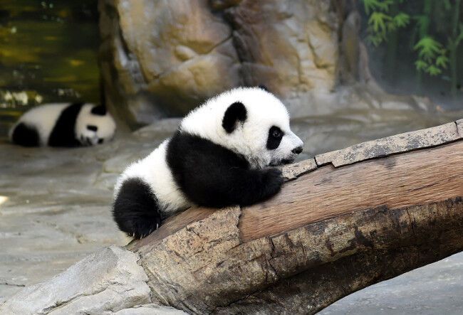 Счастливое воссоединение. Панды-тройняшки вернулась к маме