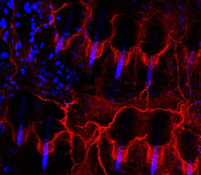 Опубликованы самые подробные изображения нервов: удивительные кадры