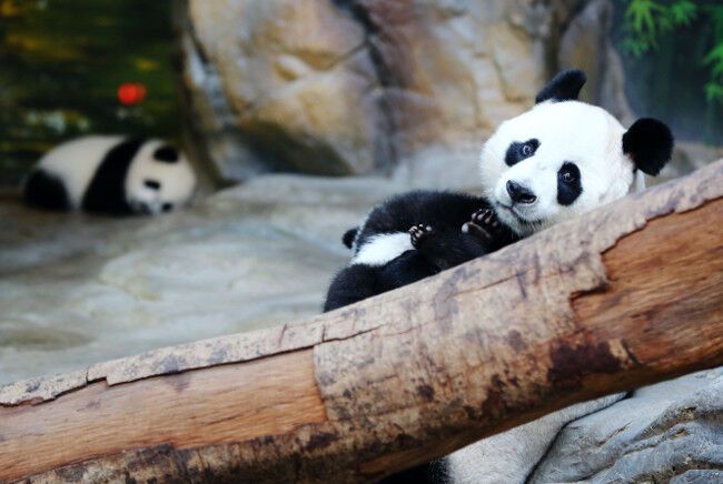 Счастливое воссоединение. Панды-тройняшки вернулась к маме