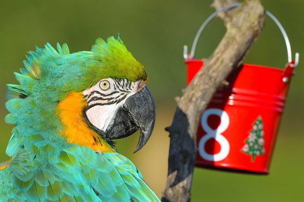 20 очаровательных животных, которые уже отмечают Новый год