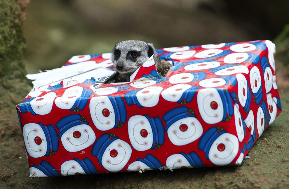 20 очаровательных животных, которые уже отмечают Новый год